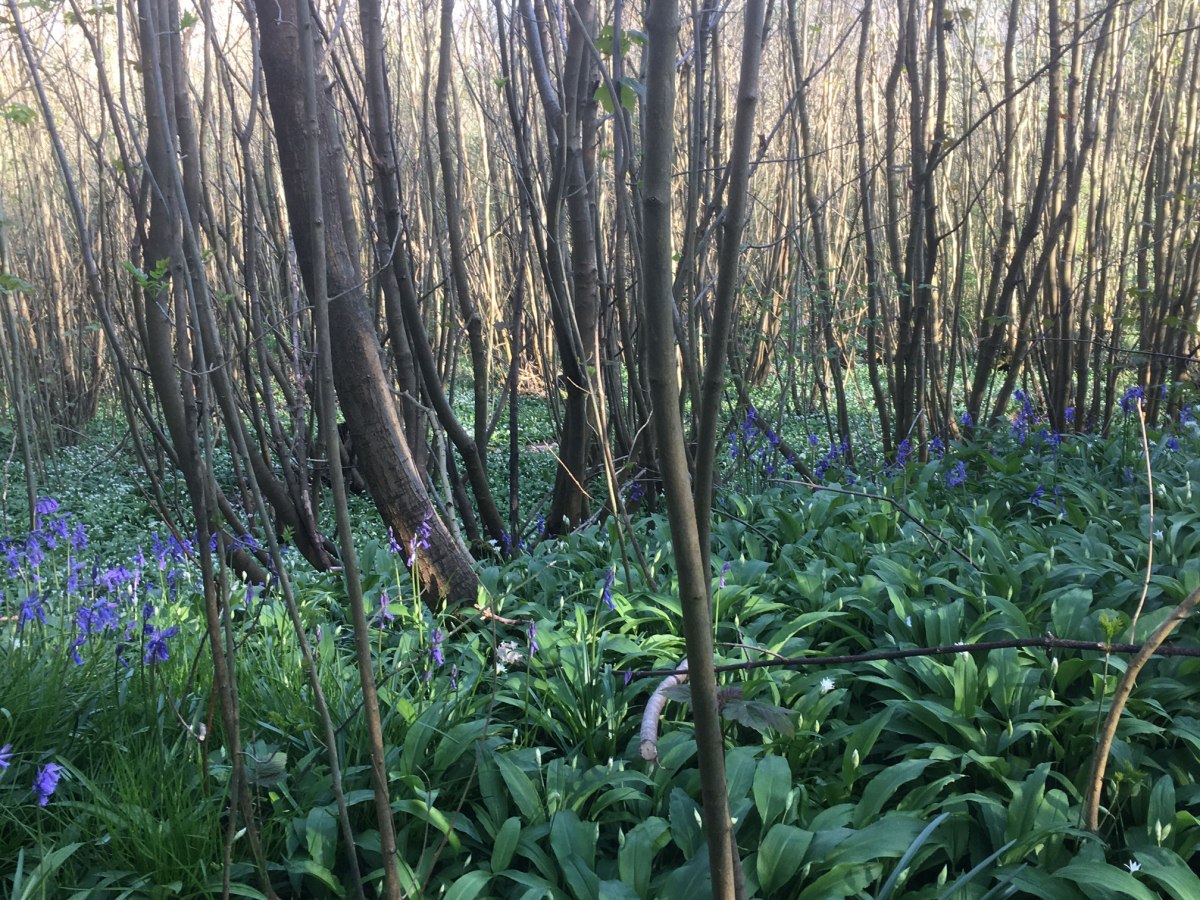 Wild garlic 'jungle' near Ightam Mote