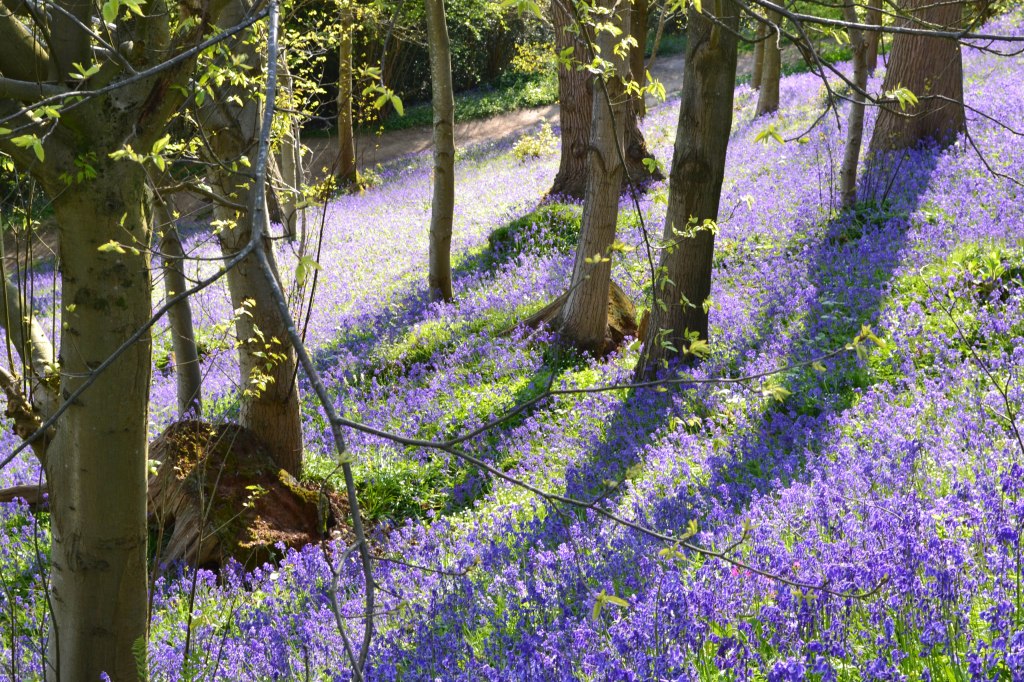 Bluebells, Emmetts/Scords wood, 2017