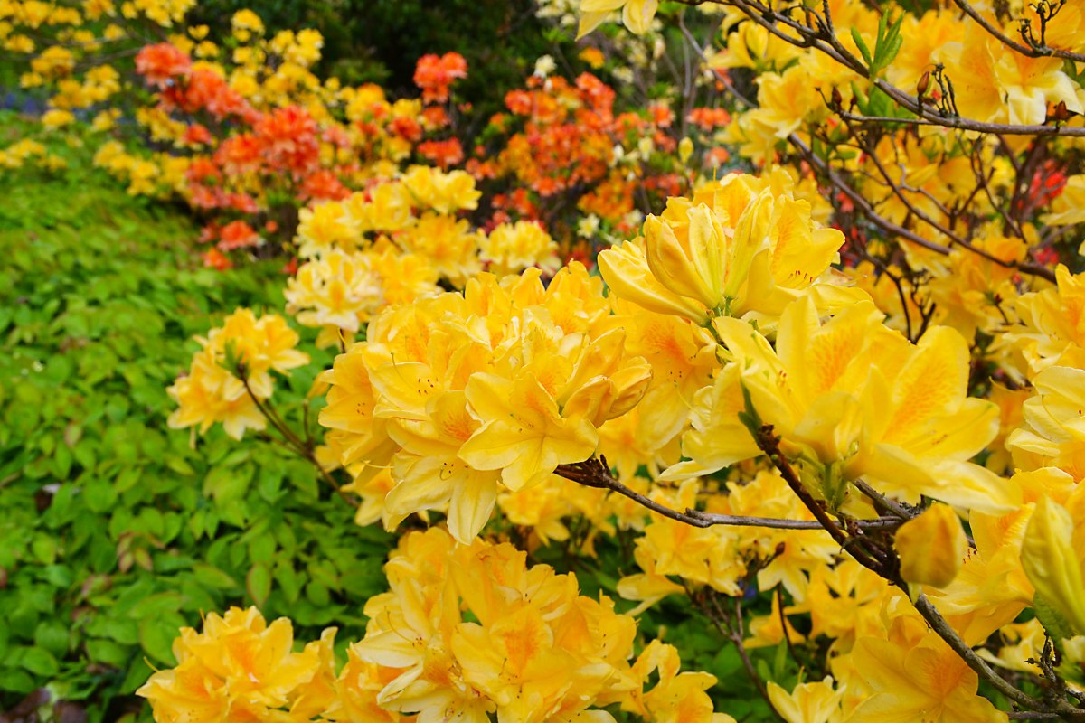 Yellow azaleas, Emmetts Garden, Ide Hill. May 2017