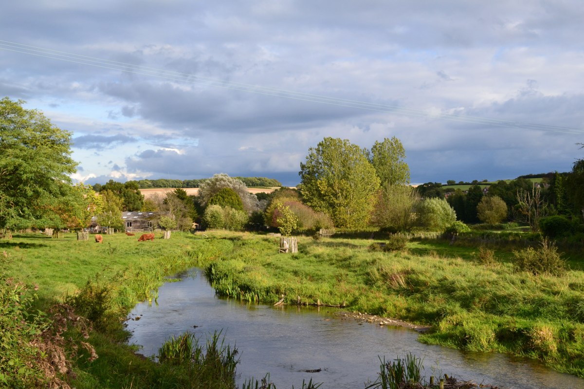 River and highland cattle, Eynsford