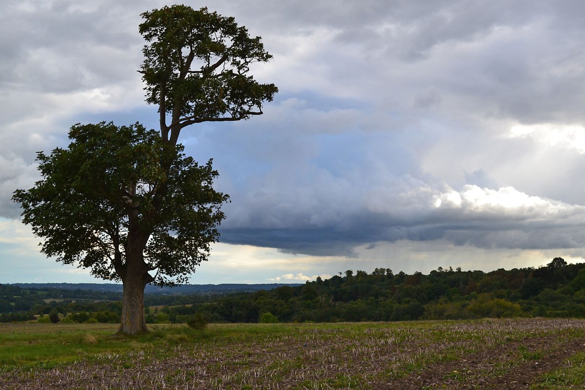Lonely plane or sycamore tree high up on Eynsford walk