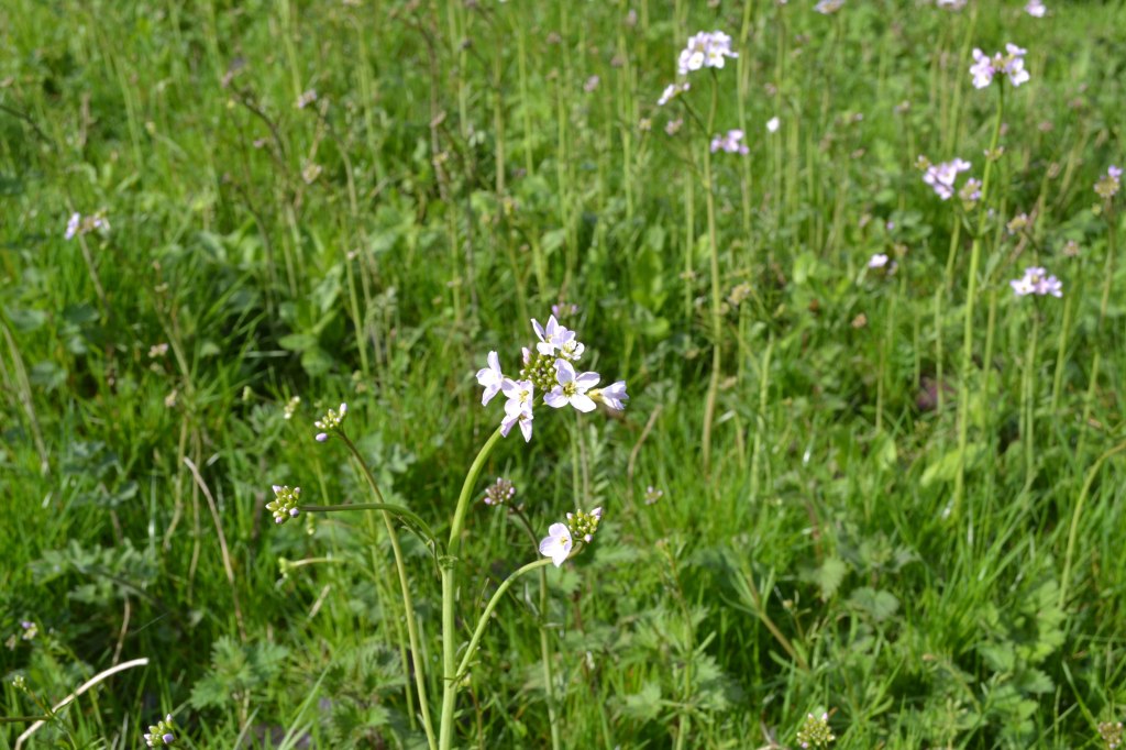 Spring near Ightam Mote