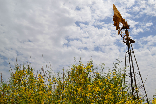 Meadows Temecula brittlebush