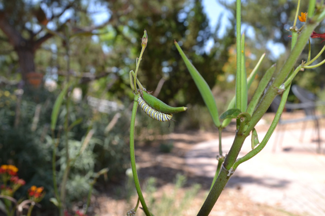 Monarch caterpillar