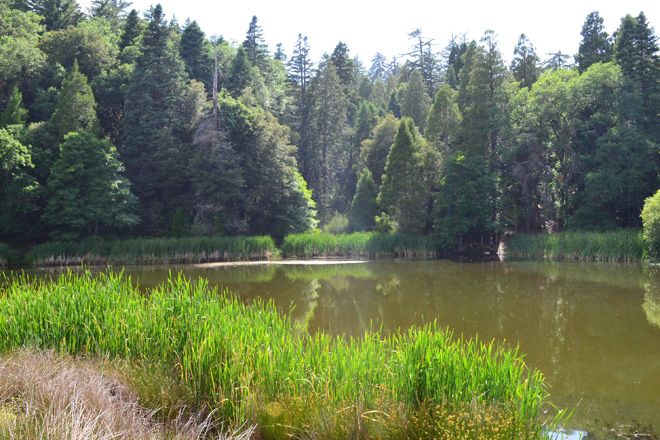 Doane pond, Mt Palomar state park