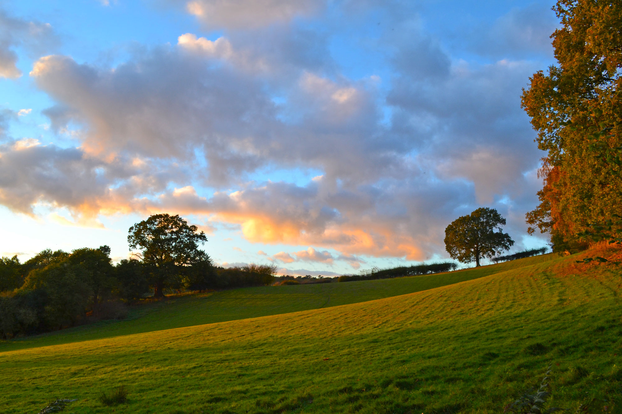 Ide Hill field, dusk, autumn