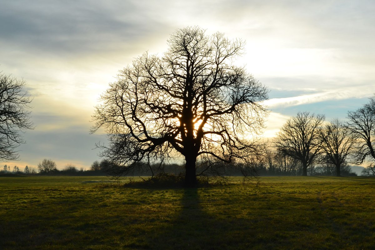 Oak tree silhouette, Lullingstone, December 27