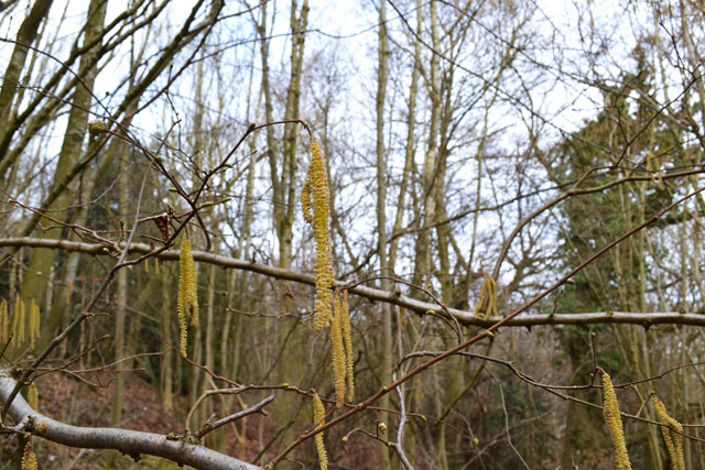Alder catkins