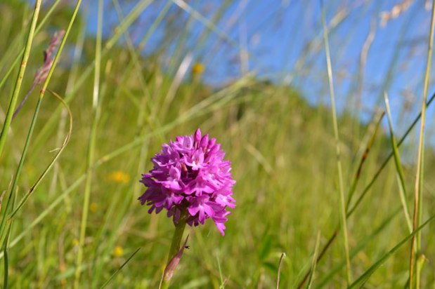 Awesome orchid wonderland