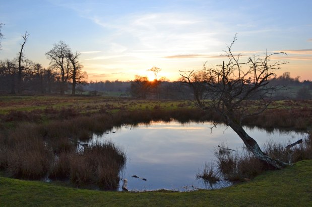 Winter dusk in the Kent&nbsp;downs