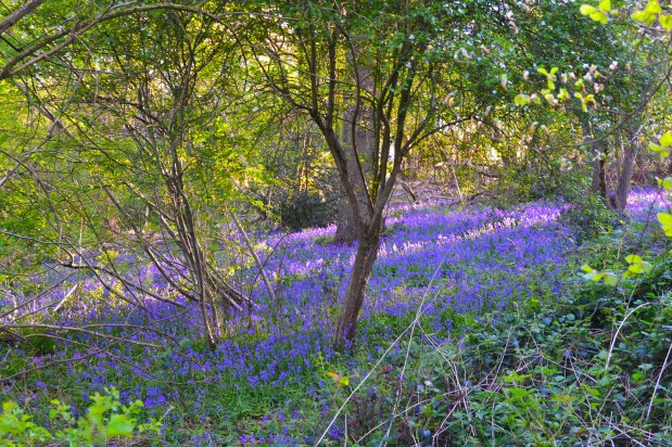 Bluebells in north-west Kent: where’s&nbsp;best?