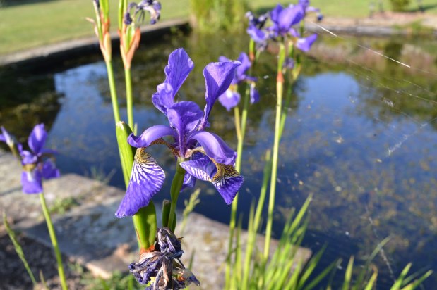 A weald of&nbsp;possibility