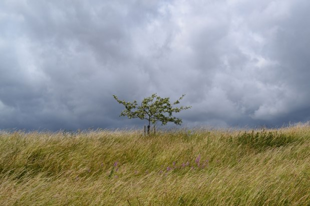 The sand paths of&nbsp;Oldbury