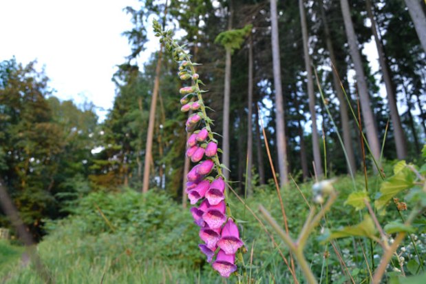 Let’s hear it for foxgloves (and rosebay&nbsp;willow)