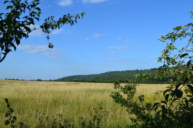 Yellowhammers and Spitfires