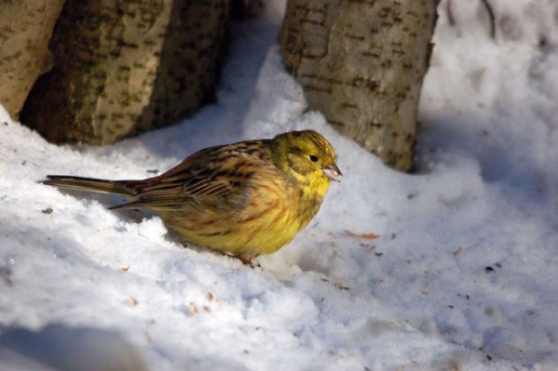 Not entirely listless