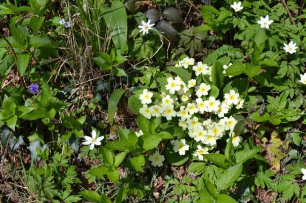 From bedraggled to bedazzled – hello&nbsp;spring