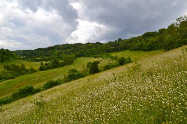 Orchids in the&nbsp;mist
