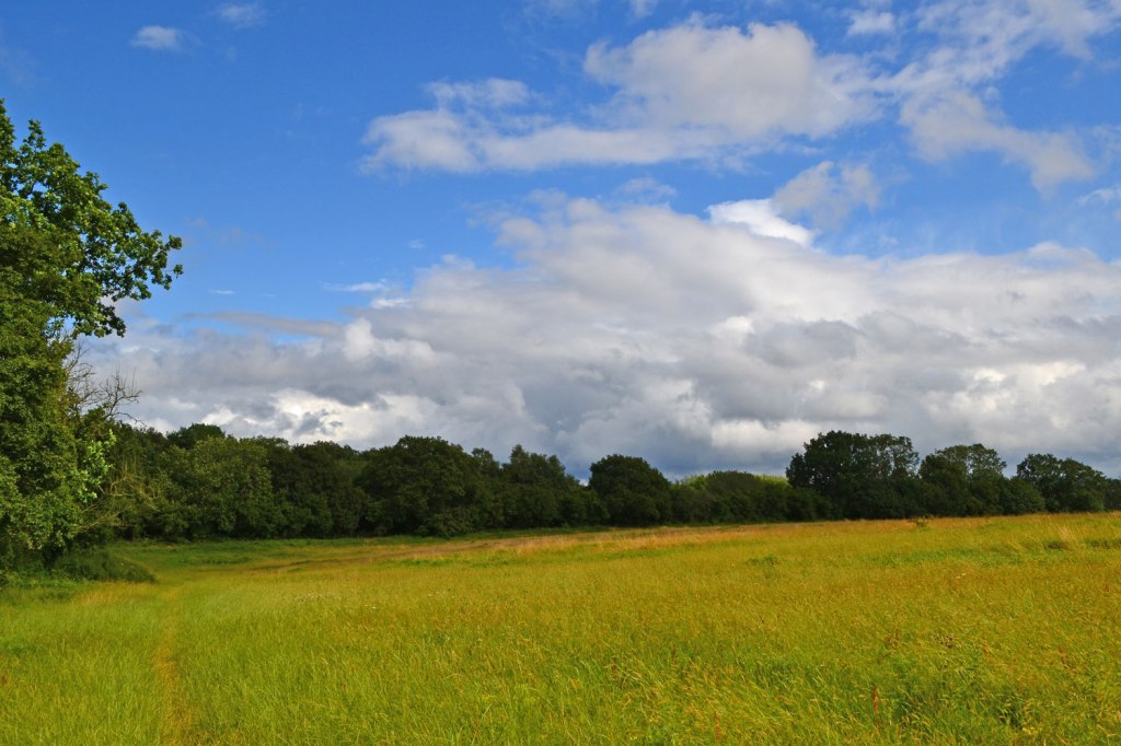 Meadow on North Downs escarpment