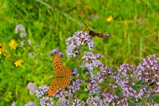 Creatures of the&nbsp;sun