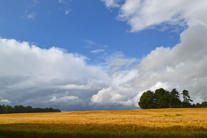 Wheat above Heaverham