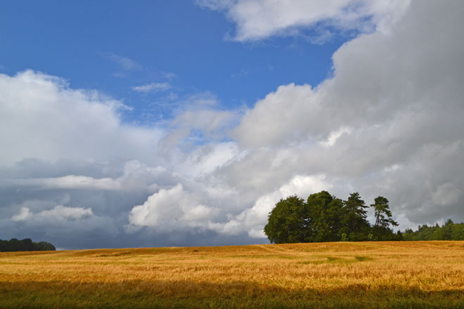 Wheat above Heaverham