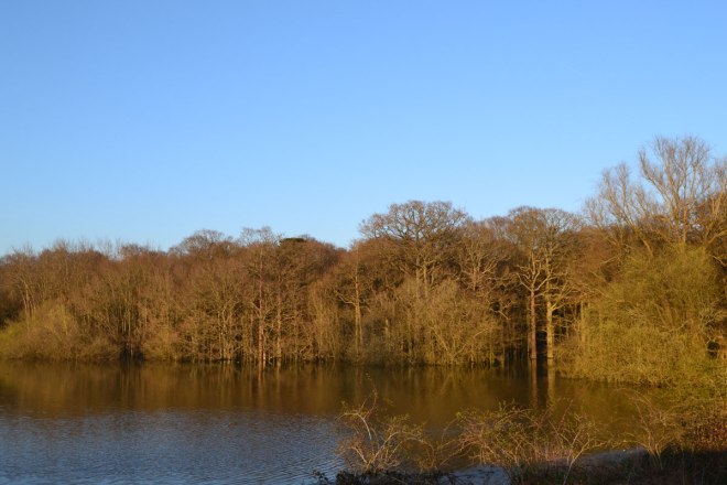 Flooded woods, Bough Beech