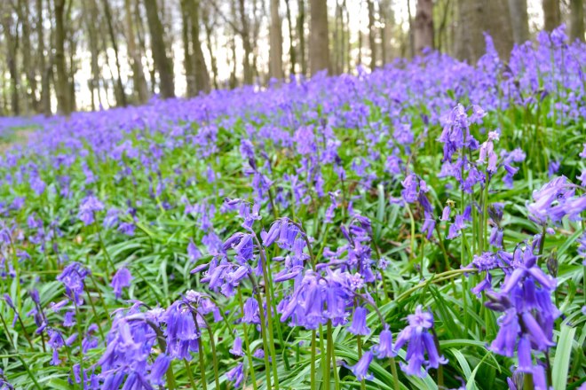 bluebells
