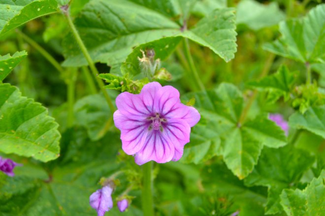 Mallow, Chevening.