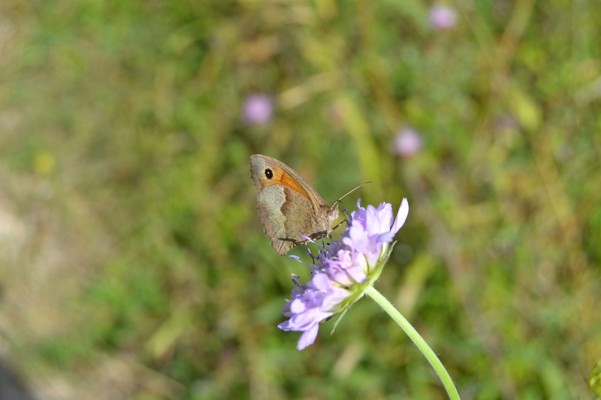 Meadow Brown butterfly on scabious