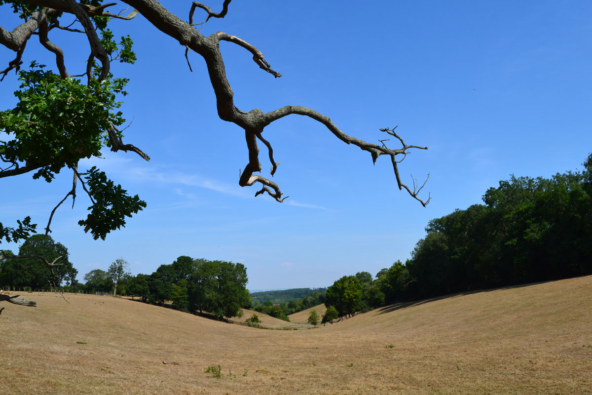 Parched grass, Dunstall Farm