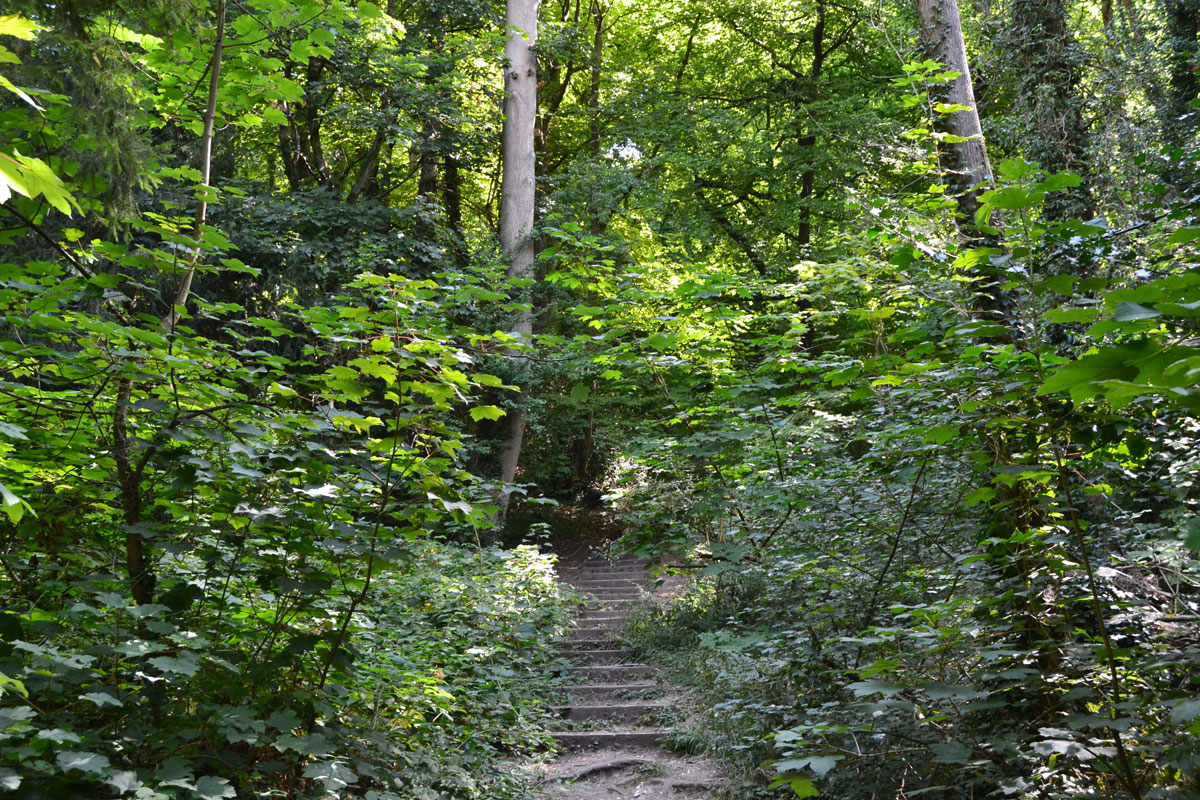 steps in the woods