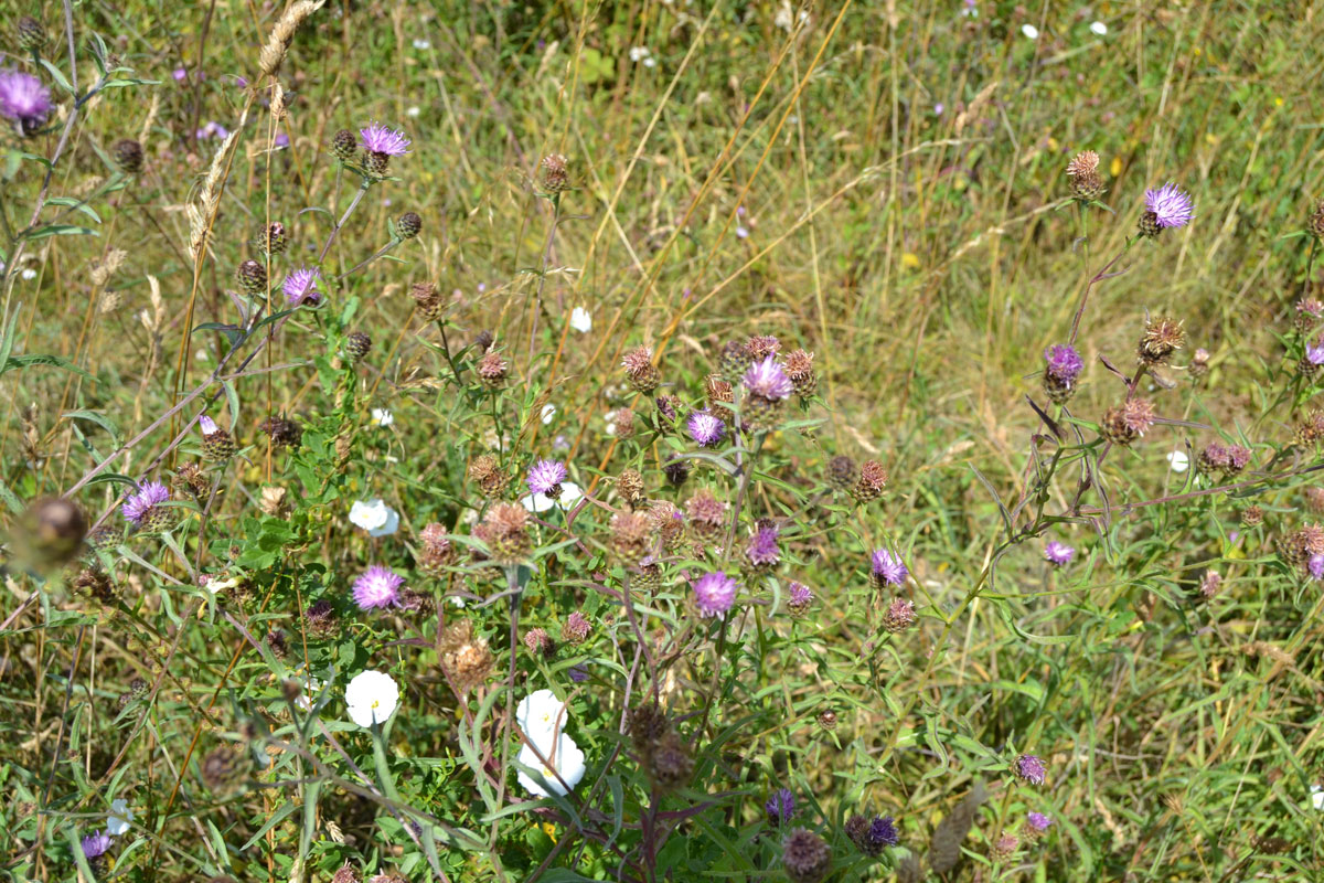 Knapweed and wild carrot