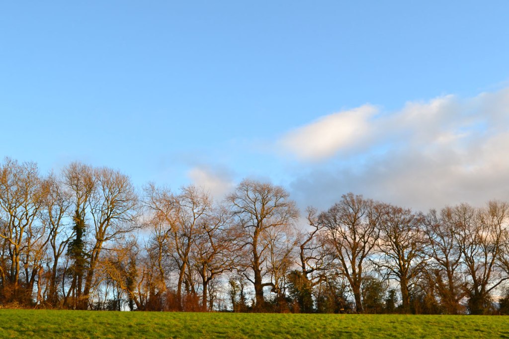 Beech trees, winter