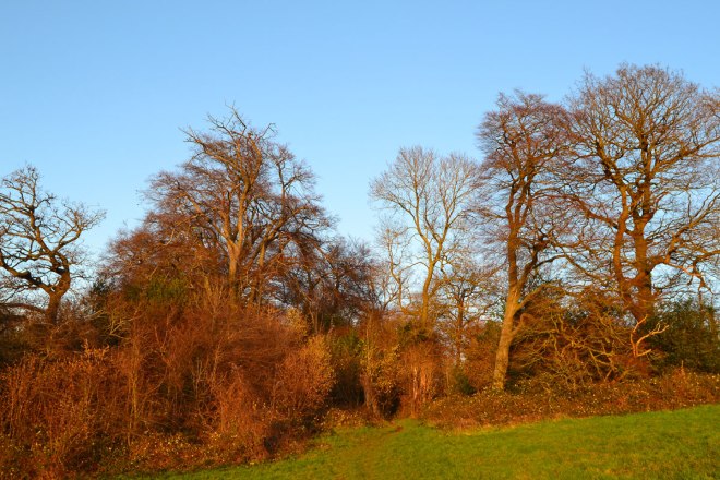 Downe walk in winter