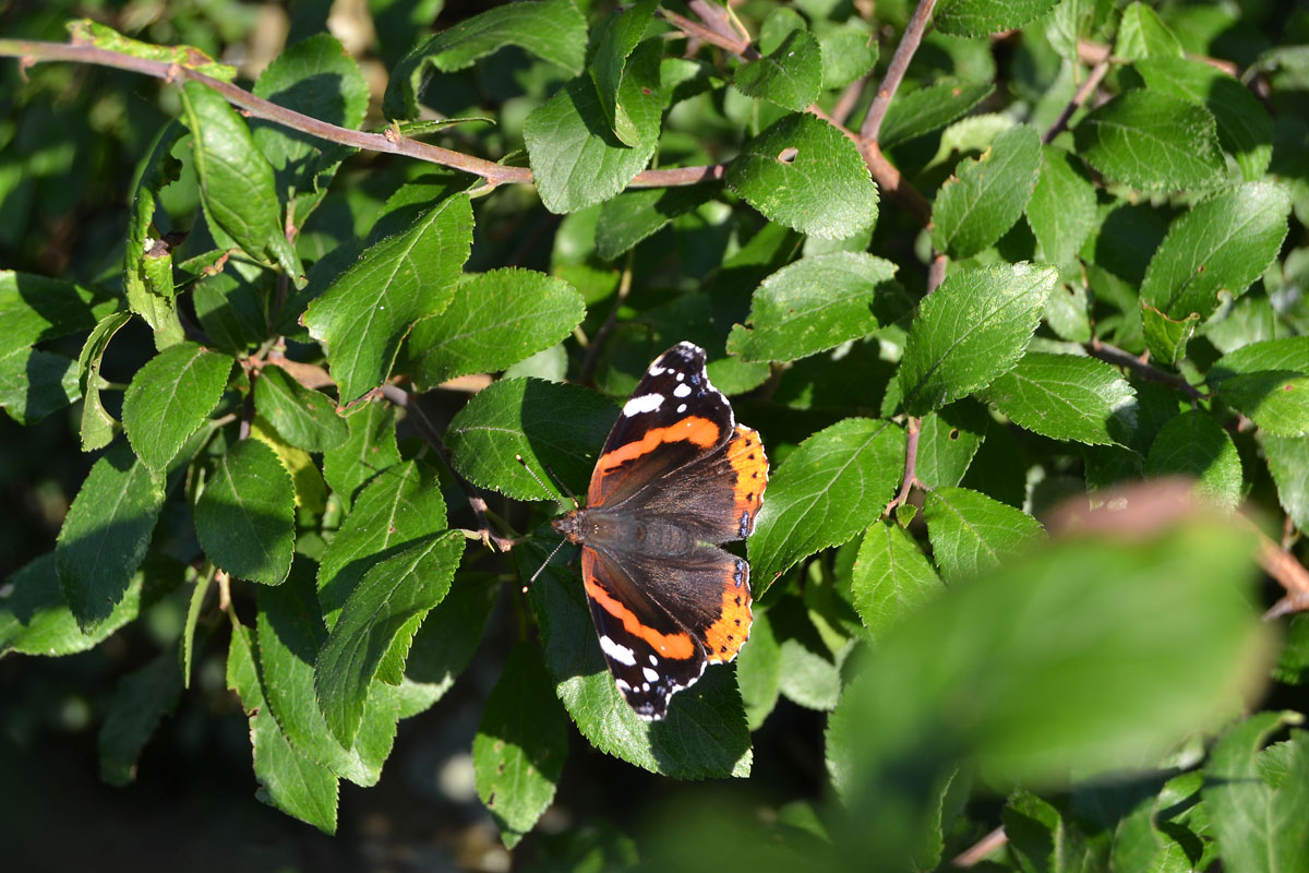 Grass and butterflies – Kent walks near London