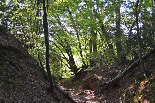 Oldbury’s trees make for a cool heatwave&nbsp;stroll