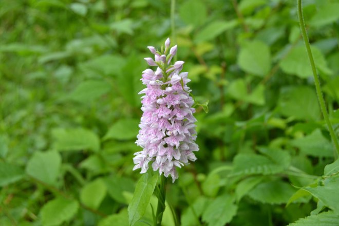 Common spotted orchid