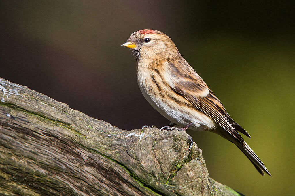 Lesser Redpoll wikimedia commons