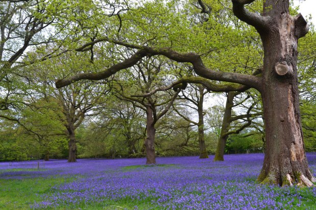 Bluebell season is here – perfect for Easter&nbsp;walks