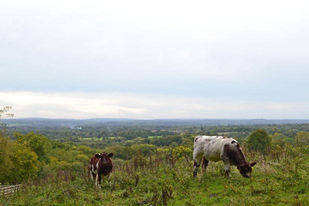 Passing cows in&nbsp;fields
