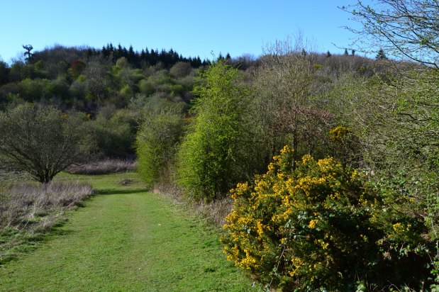 Greening time and an early grass&nbsp;snake