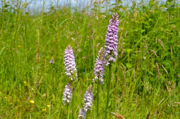 The orchids of Oldbury,&nbsp;Kent