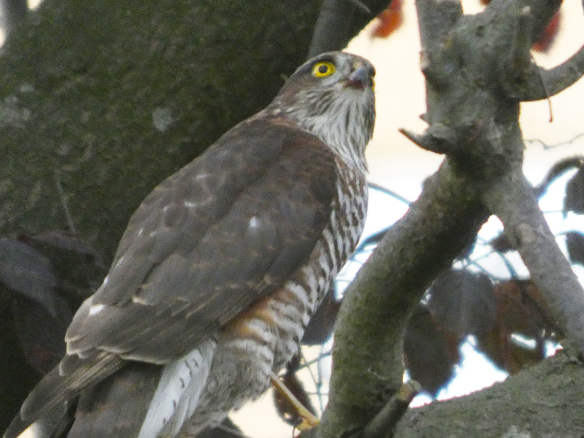 Male sparrowhawk