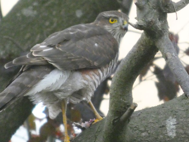 A sparrowhawk sits for&nbsp;me