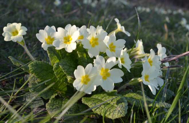 Primroses on the chalk downs of Kent