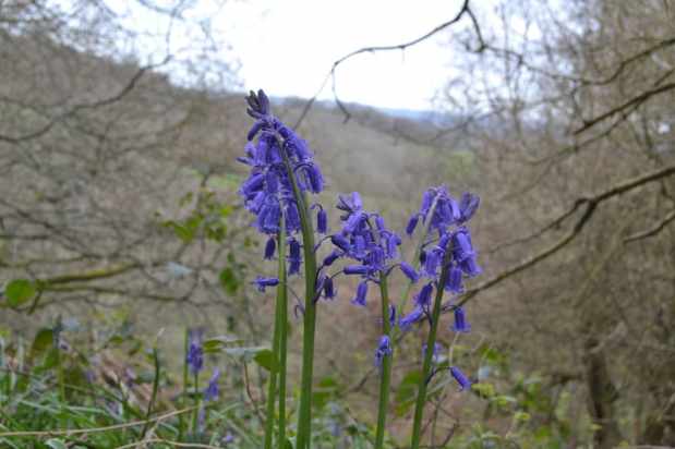Early bluebells and owl on a British Summer Time stroll at Ide&nbsp;Hill