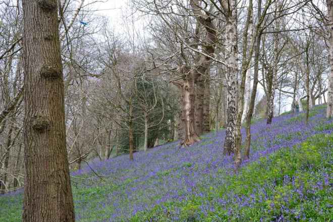 Early bluebells in March at Emmetts Garden/Scord's Wood