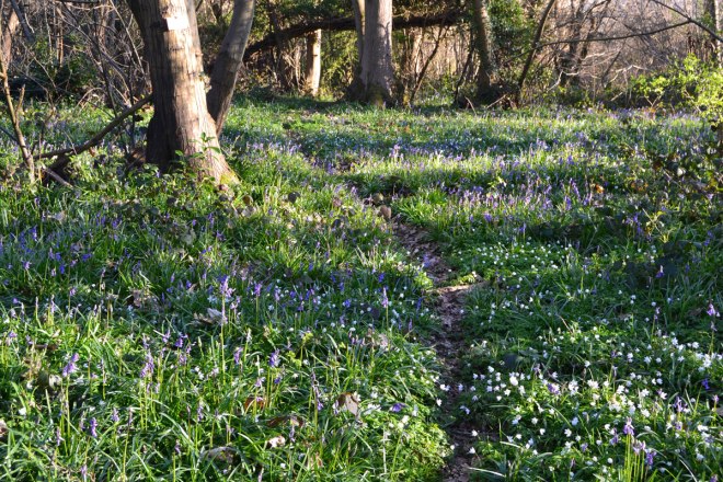 Wood anemones and bluebells