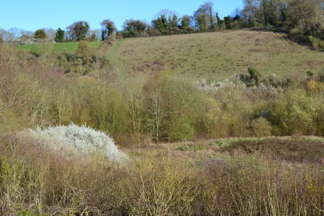 Blackthorn clump on between Austin Spring and Romney Street, Fackenden walk